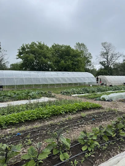 Paper Kite Farm