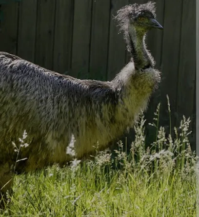 King Von’s Watermelon Chicken Tiki Rice Shop