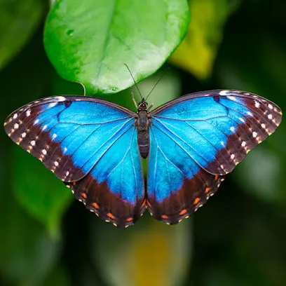 Cambridge Butterfly Conservatory